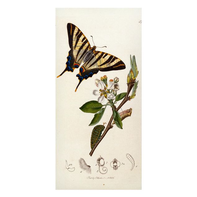 Wandbilder Schmetterlinge John Curtis - Ein seltener Schwalbenschwanz