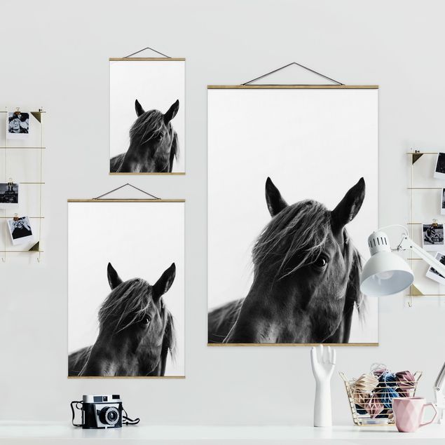 Wandbilder Schwarz-Weiß Neugieriges Pferd