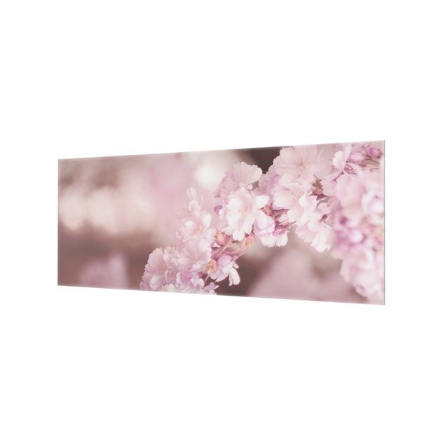 Spritzschutz Glas - Kirschblüte im Violetten Licht - Panorama 5:2