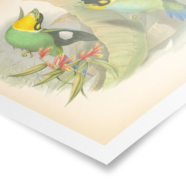 Wandbilder Grün Vintage Illustration Tropische Vögel