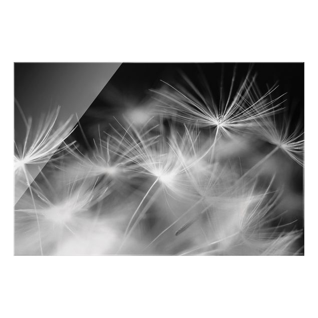 schwarz weiß Glasbilder Bewegte Pusteblumen Nahaufnahme auf schwarzem Hintergrund