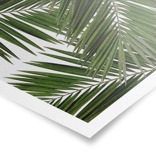 Kunstdrucke Poster Blick durch grüne Palmenblätter