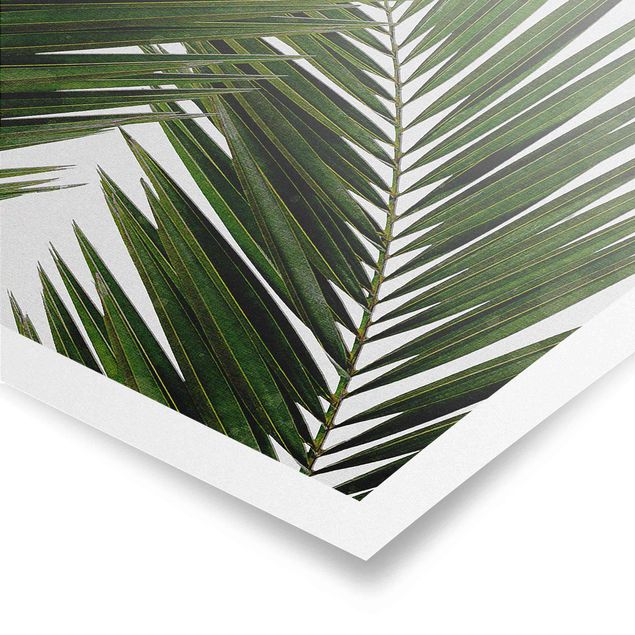Poster Kunstdruck Blick durch grüne Palmenblätter