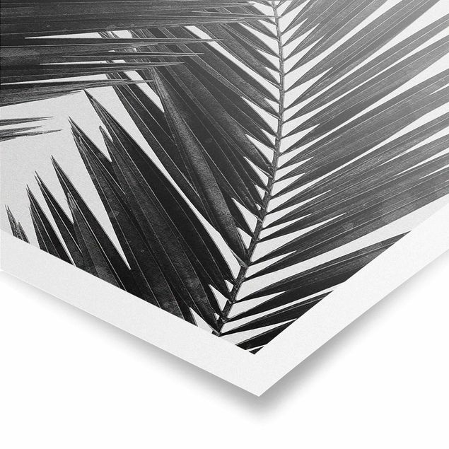 Blumen Poster Blick durch Palmenblätter schwarz weiß