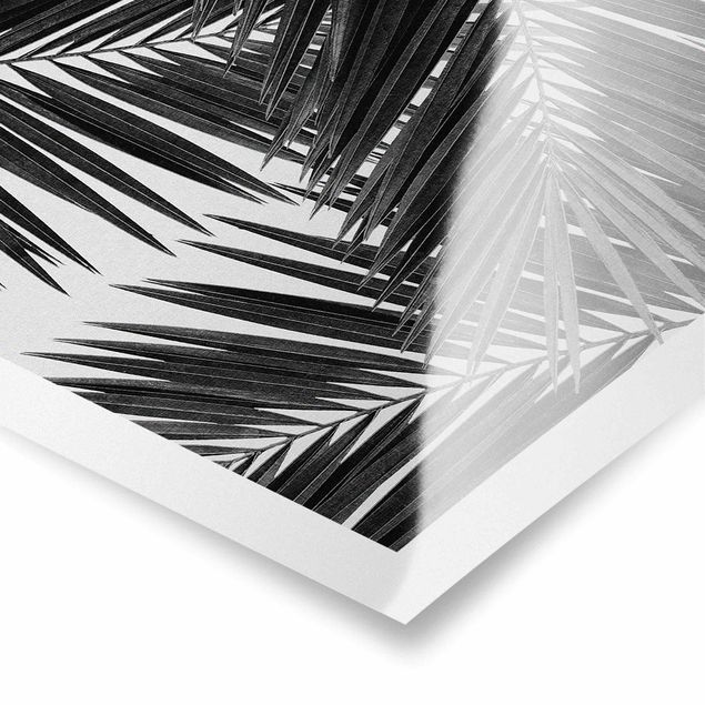 Wandbilder Schwarz-Weiß Blick durch Palmenblätter schwarz weiß