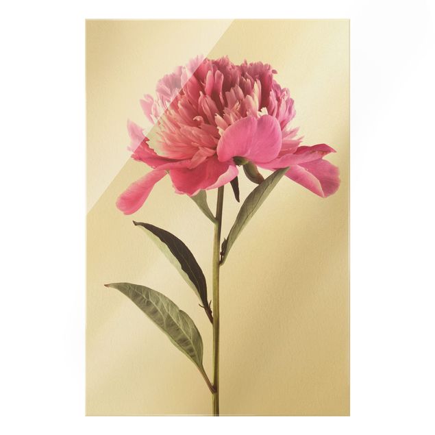 Wandbilder Blumen Blühende Pfingstrose Pink auf Weiß