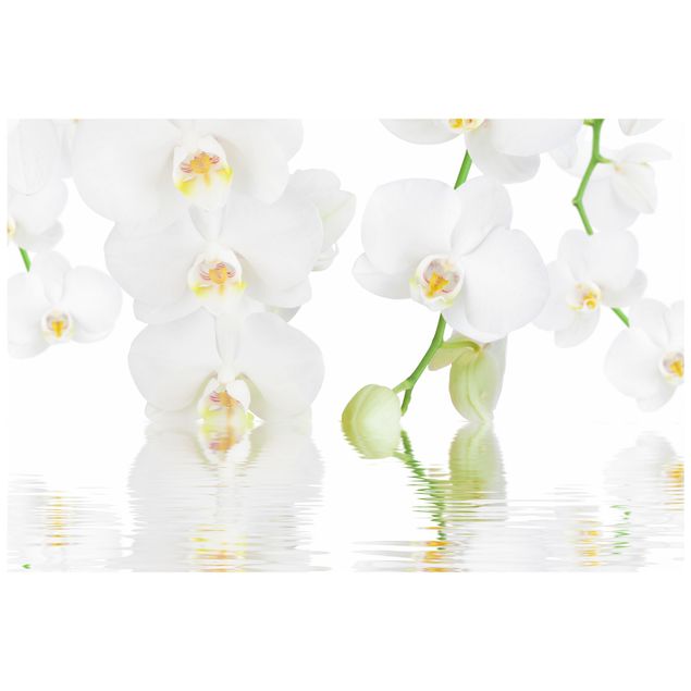 Blumen Fensterbilder Wellness Orchidee - Weiße Orchidee