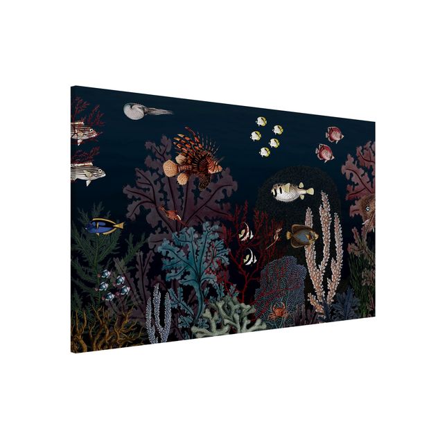 Wandbilder Fische Buntes Korallenriff bei Nacht