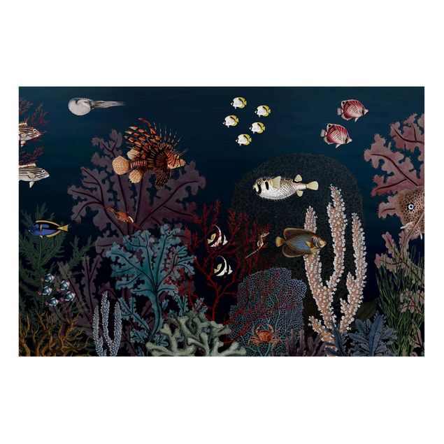 Wandbilder Landschaften Buntes Korallenriff bei Nacht