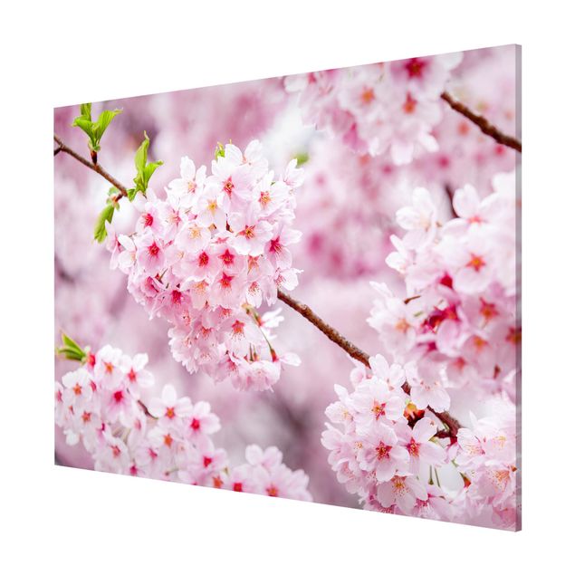 Magnettafel - Japanische Kirschblüten - Querfromat 4:3