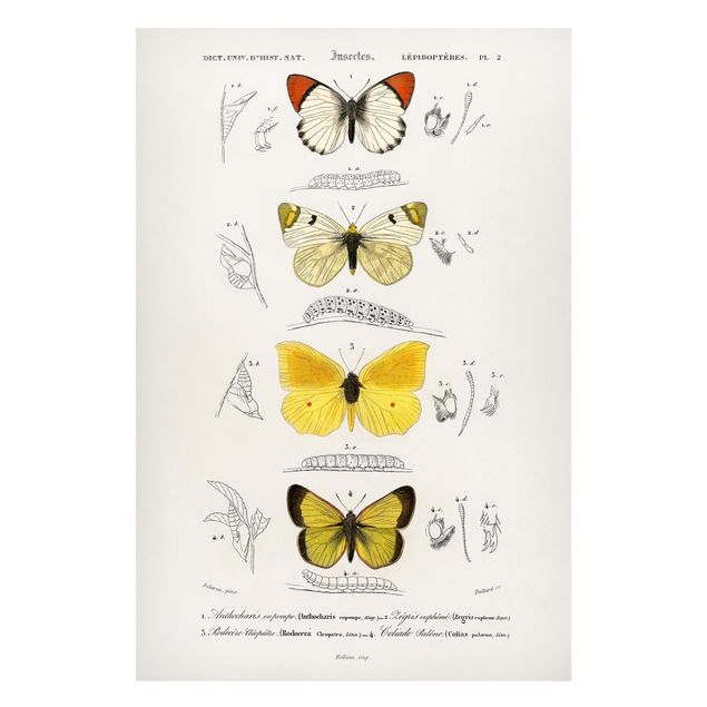 Wandbilder Schmetterlinge Vintage Lehrtafel Schmetterlinge II