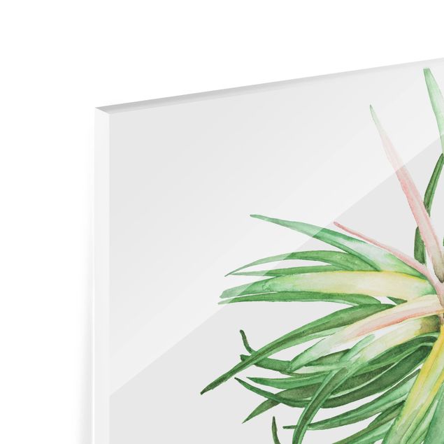 Spritzschutz Glas - Luftpflanze Aquarell III - Querformat - 3:2