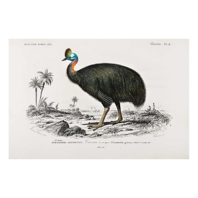 Wandbilder Natur Vintage Lehrtafel Emu