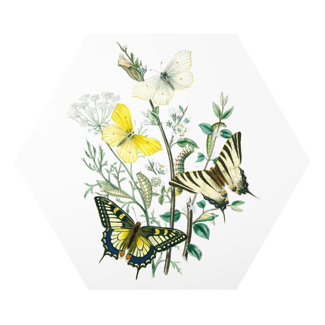 Wandbilder Modern Britische Schmetterlinge III