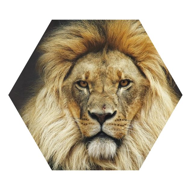 Bilder auf Hartschaumplatte Wisdom of Lion