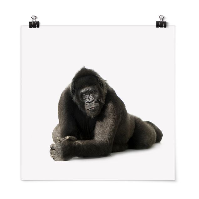 Poster Tiere Liegender Gorilla II