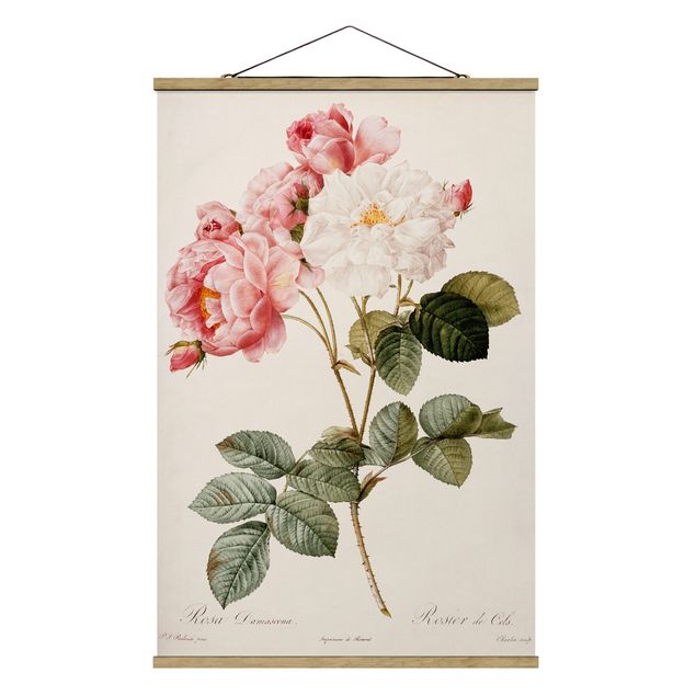 Wandbilder Blumen Pierre Joseph Redouté - Damaszener-Rose