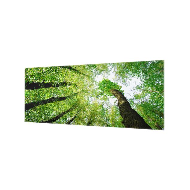 Spritzschutz Glas - Bäume des Lebens - Panorama - 5:2