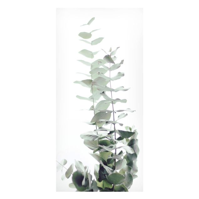 Magnettafeln Blumen Eukalyptus im Weißen Licht
