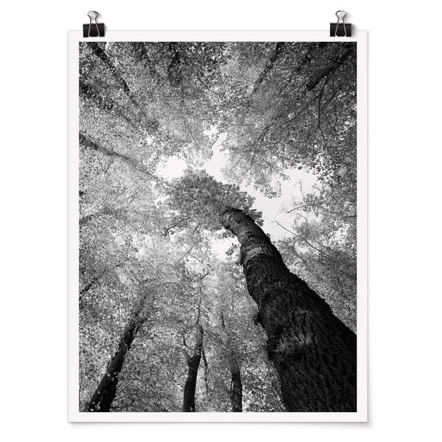 Poster schwarz-weiß Fotografie Bäume des Lebens II