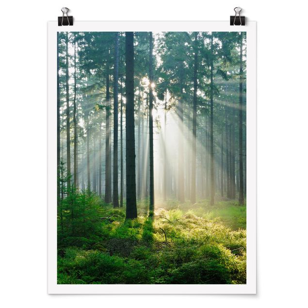 Poster Natur Enlightened Forest