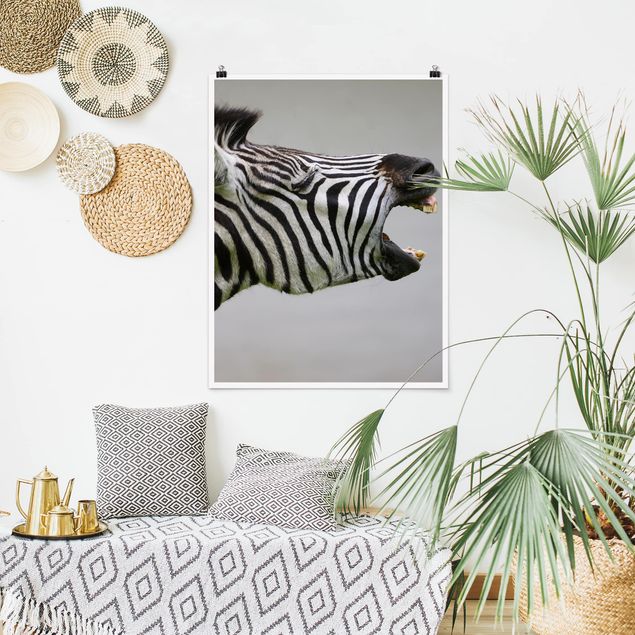 Wandbilder Zebras Brüllendes Zebra
