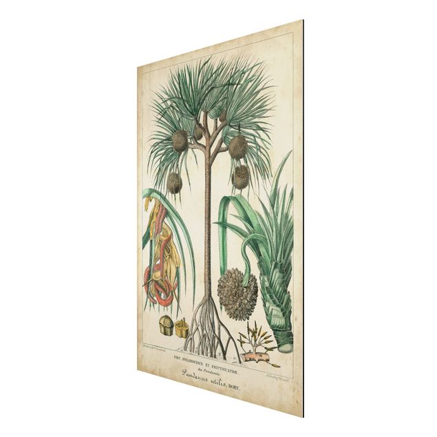 Wandbilder Floral Vintage Lehrtafel Exotische palmen I