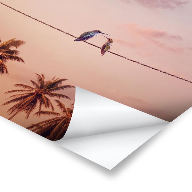 Jonas Loose Bilder Sonnenuntergang mit Kolibris