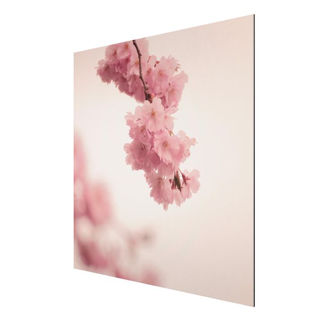 Wandbilder Blumen Zartrosane Frühlingsblüte mit Bokeh