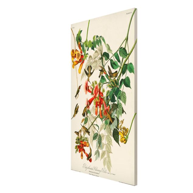 Wandbilder Floral Vintage Lehrtafel Rubinkehlkolibris