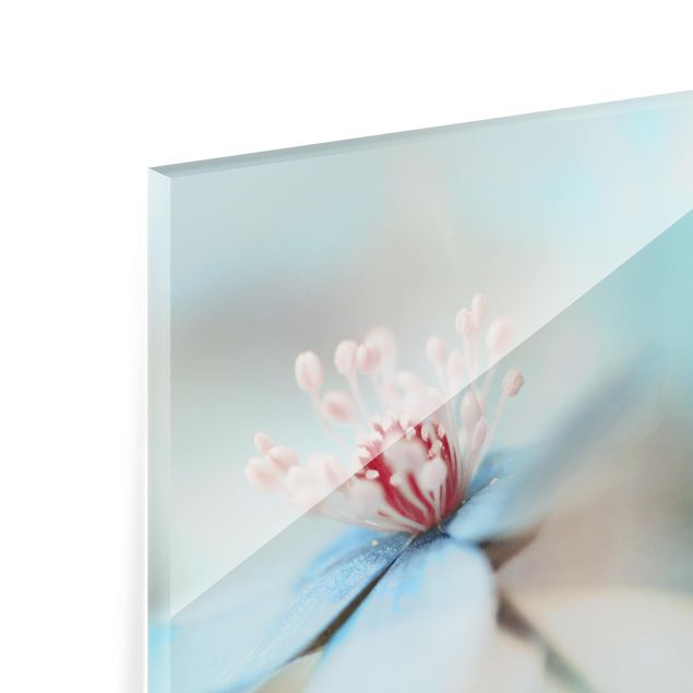 Spritzschutz Glas - Blüten in Hellblau - Querformat - 2:1
