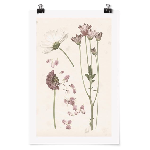 Wandbilder Blumen Herbarium in rosa II