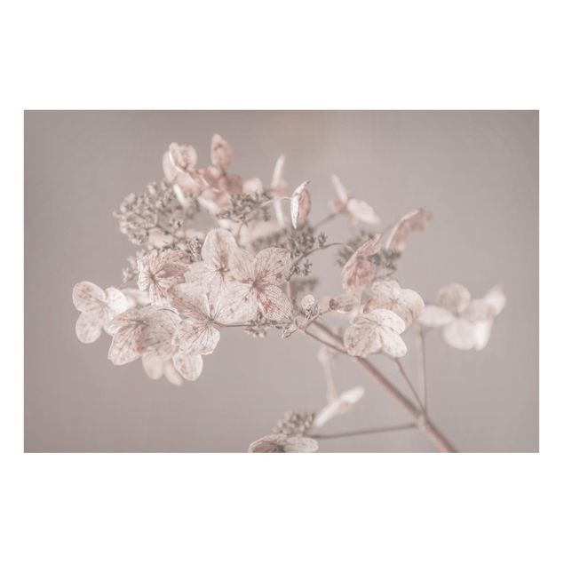 Magnettafeln Blumen Zarte weiße Hortensie