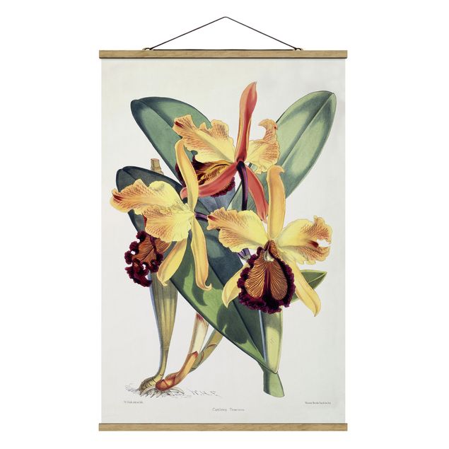 Wandbilder Floral Walter Hood Fitch - Orchidee