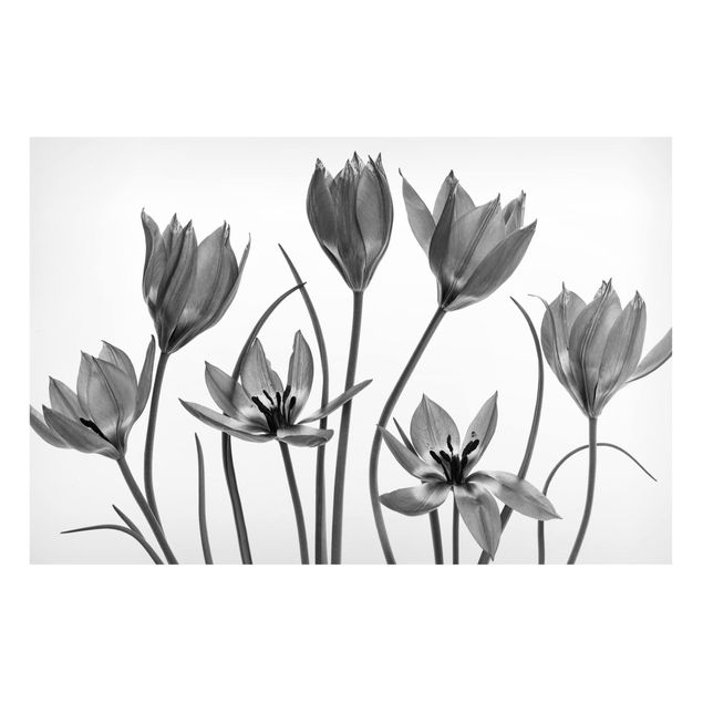 Magnettafel - Sieben Tulpenblüten Schwarz-Weiß - Hochformat 3:2