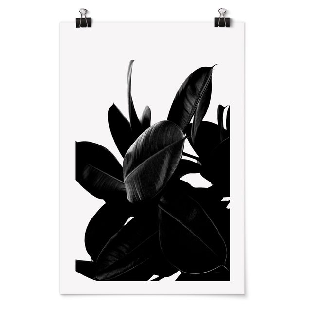 Poster Blumen Gummibaum Blätter Schwarz Weiß