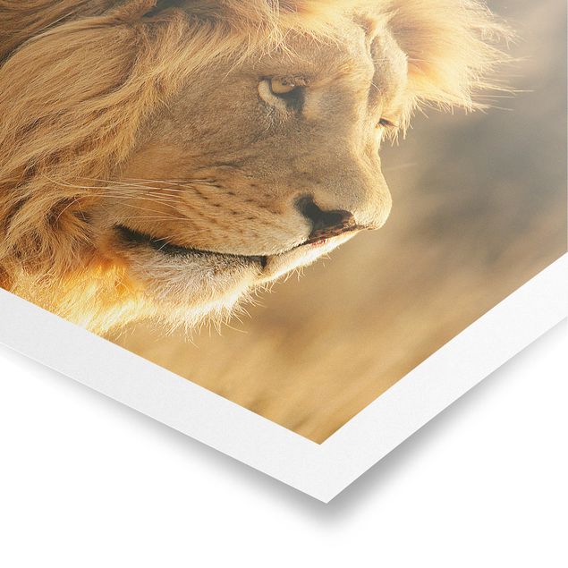 Wandbilder Afrika Löwenkönig