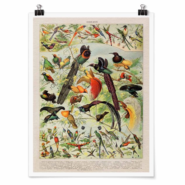 Wandbilder Retro Vintage Lehrtafel Paradiesvögel