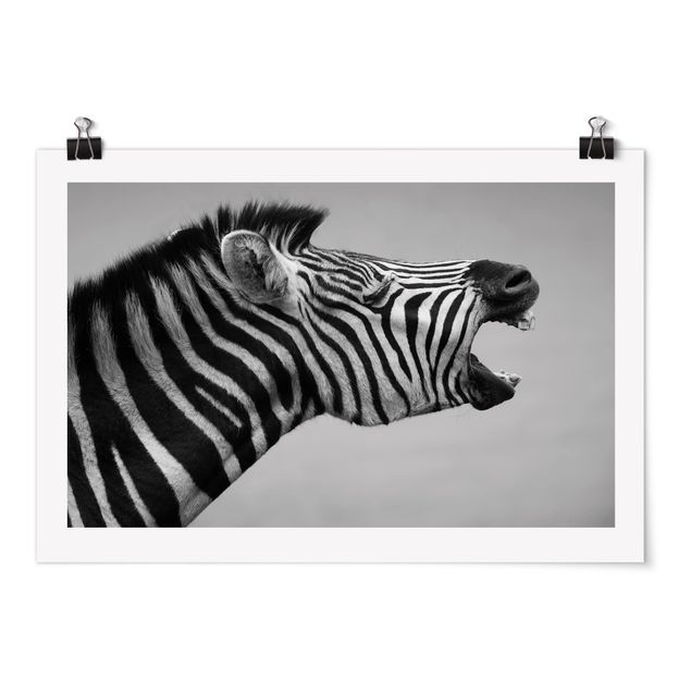 Tiere Poster Brüllendes Zebra II