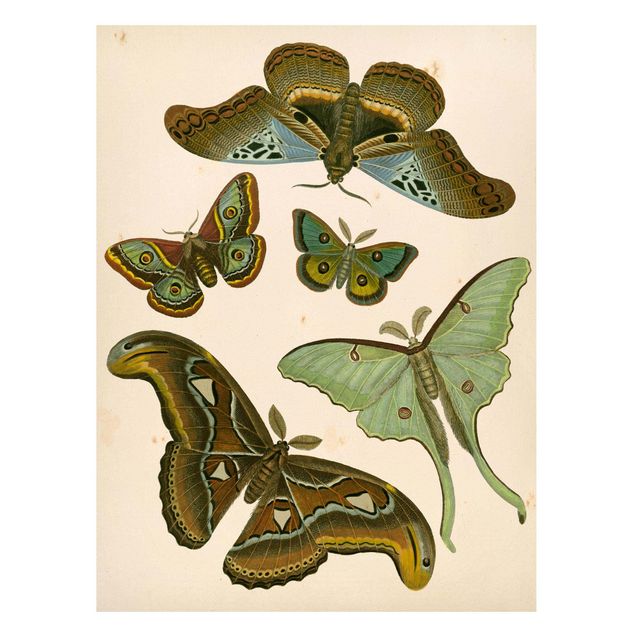 Wandbilder Schmetterlinge Vintage Illustration Exotische Schmetterlinge II