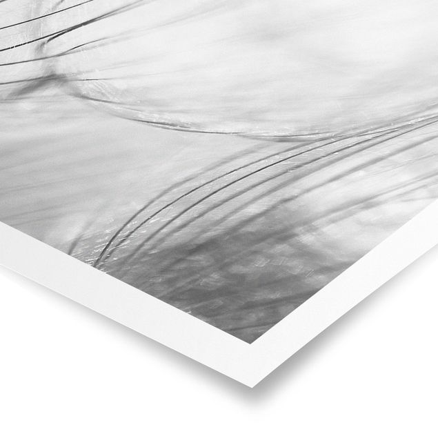 Wandbilder Schwarz-Weiß Pusteblumen Makroaufnahme in schwarz weiß
