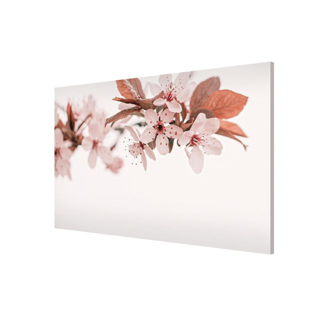 Wandbilder Floral Zarte Kirschblüten am Zweig