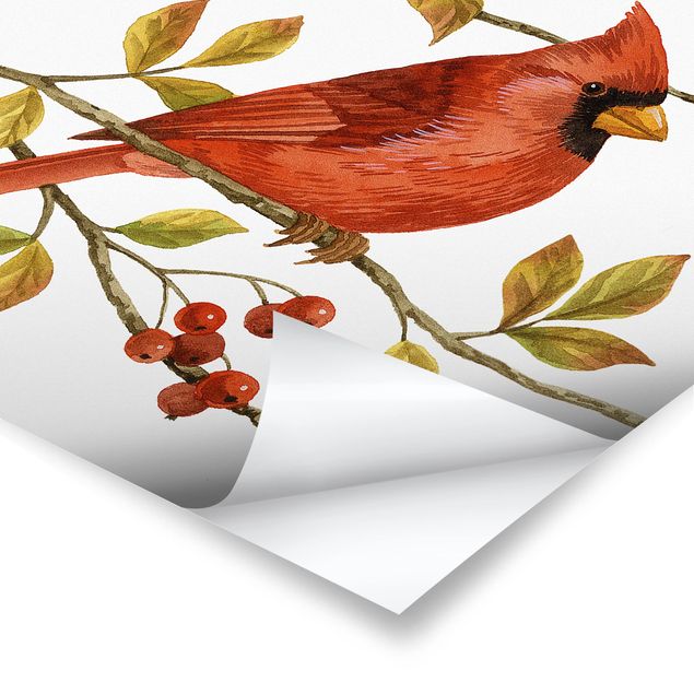 Poster Vögel und Beeren - Rotkardinal