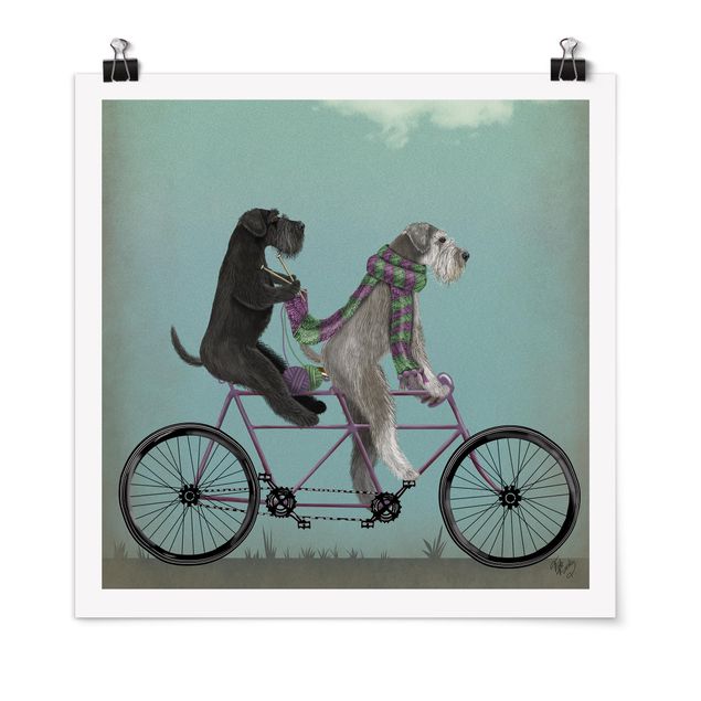 Wandbilder Hunde Radtour - Schnauzer Tandem