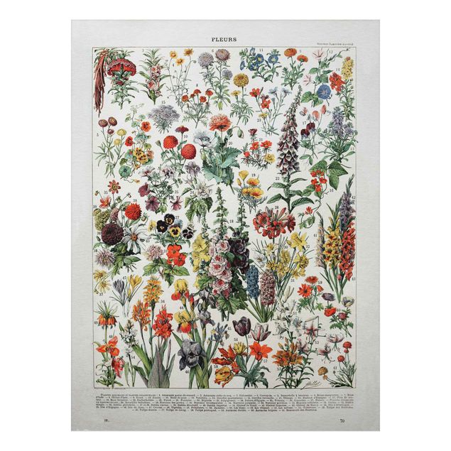 Wandbilder Floral Vintage Lehrtafel Blumen IV