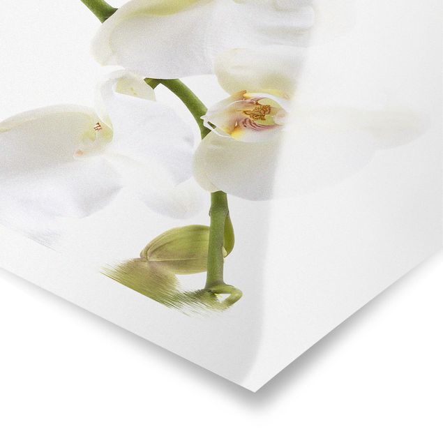Wandbilder Blumen White Orchid Waters