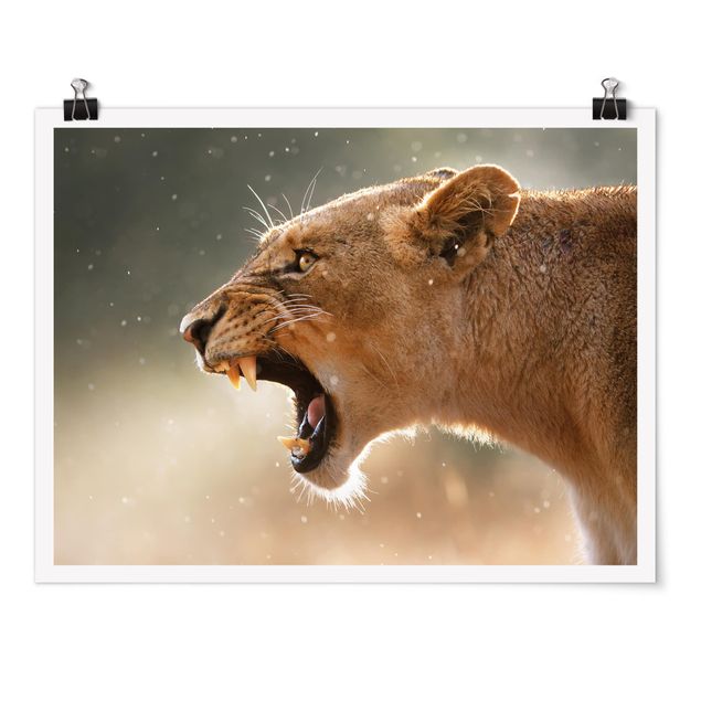 Wandbilder Afrika Löwin auf der Jagd