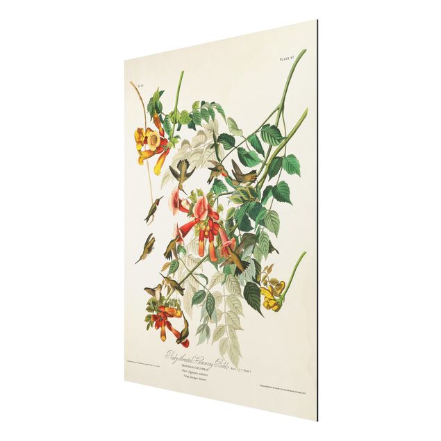 Wandbilder Blumen Vintage Lehrtafel Rubinkehlkolibris