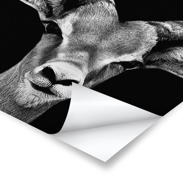 Poster Impala Antilope schwarz-weiß