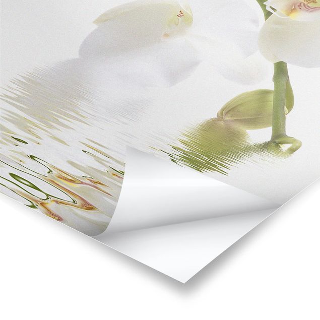 Poster kaufen White Orchid Waters